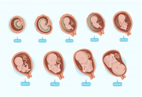 胎儿14-15周的变化_华夏婴童网