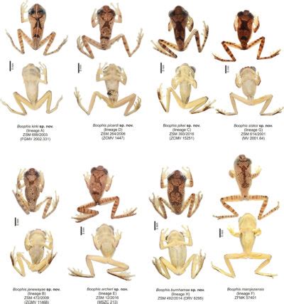 Alien Frog Species 的图像结果