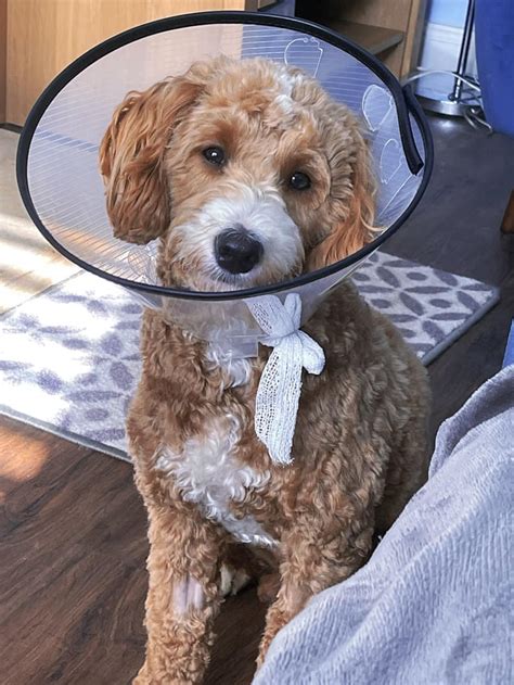 Newborn Cavapoo 的图像结果