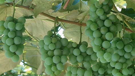 葡萄种植管理方法-种植技术-中国花木网
