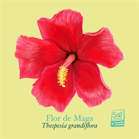 Flores Tipicas De Puerto Rico Ornamentales Servicio De Extensión