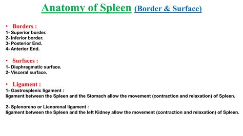 Anatomy (anatomy of immune system - spleen) | PDF