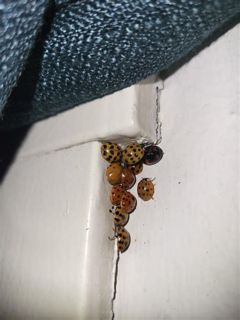 These guys keep showing up in my roomates room. Are they ladybugs? Why ...