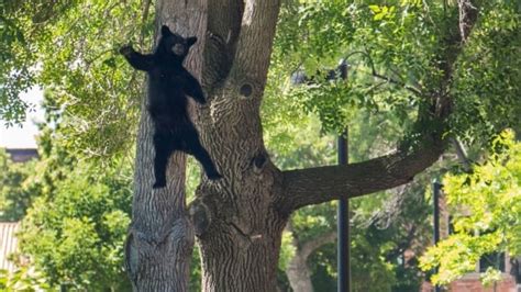 Image result for Bears Falling From Cliffs