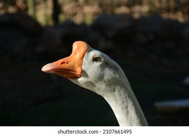 Python Eat Goose 的图像结果