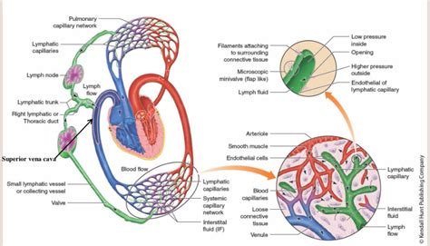Image result for Lymphatic System Flow