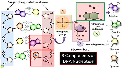 Which are the 3 components of DNA nucleotide? Types of bonds in a DNA ...