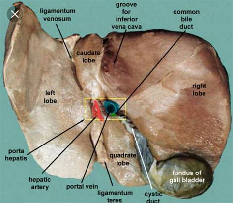 Liver anatomy | Liver anatomy, Basic anatomy and physiology, Gallbladder
