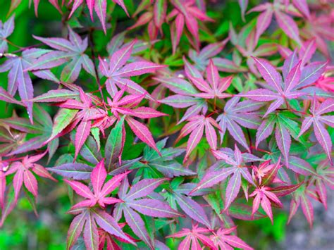 My Japanese Maple Leaves Have Spots - Treating Leaf Spot On Japanese ...