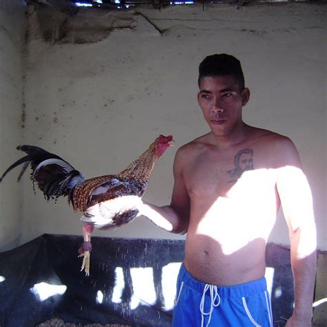 EL SICILIANO - ACADEMIA GALLOS DE PELEA - All You Need to Know BEFORE ...