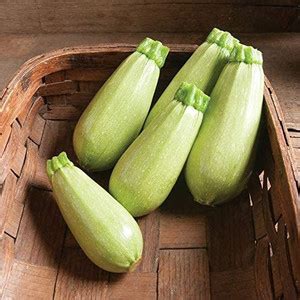 CYBEXIS VVI-89 - Zucchini Mush Bush White Giant - (225 Seeds) Seed ...