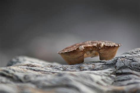 Image result for Examination of Empty Shell