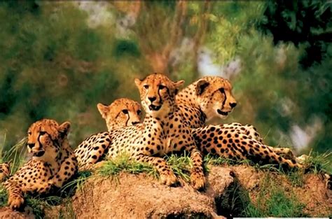 Cheetah in Kuno National Park