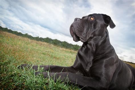 Cane Corso vs Presa Canario: Size, Temperament & Training
