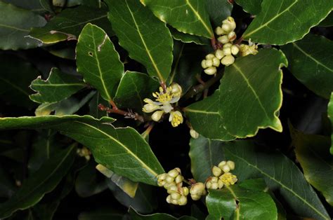 Laurus nobilis - Bay Laurel Tree - Oz Trees - Native Plant Nursery