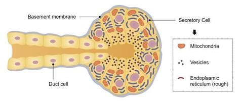 NCERT Solutions Class 11 Biology Chapter 22 - Chemical Coordination and ...