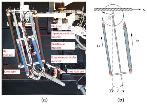 Assist-as-Needed Control of a Robotic Orthosis Actuated by Pneumatic ...
