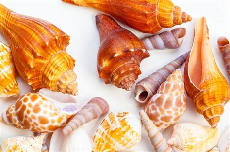 Image result for Isolated Shells