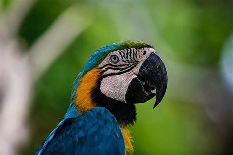 Bali Indonesia Animals : An Animal Lover S Guide To Bali / Geographical and historical treatment ...