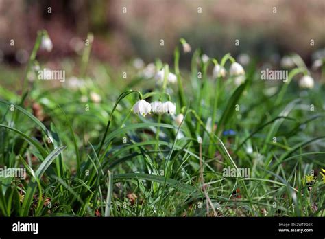 Image result for Spring Snowflake