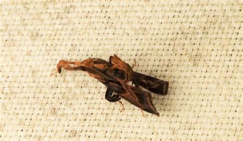 Sacada spp. | Moths