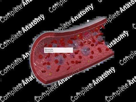 Image result for Monocyte