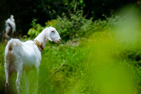 Free Images : nature, goats, green, pasture, natural landscape, sheep, wildlife, snout, meadow ...