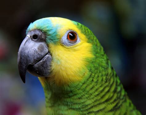 Blue Crowned Conures For Sale | Appleton Exotics
