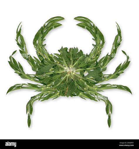 Crabgrass or funny crab grass weed control symbol representing lawn ...