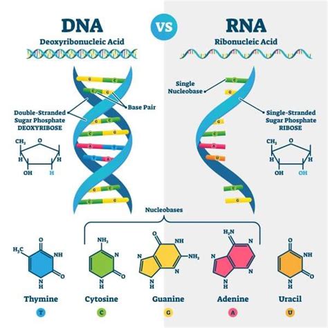 Image result for DNA Vs RNA Codons