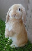 Image result for Stuffed Tan Bunny Rabbit