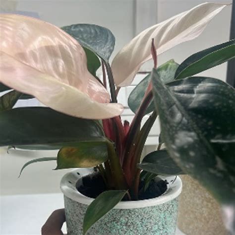 Philodendron – Gardencia Technology