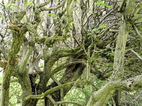 Pictures Of Vines And Branches at Jason Lindstrom blog