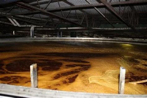 Industrial Enzymes - Glucose Oxidase Enzyme Manufacturer from Bhiwandi