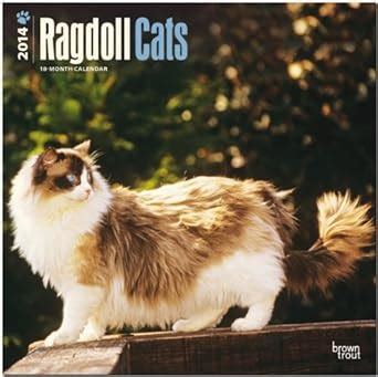 Buy Ragdoll Cats 2014 Wall Calendar Book Online at Low Prices in India ...