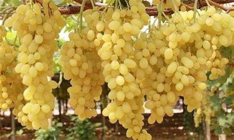 Organic Jaggery Cubes-Big – GreenDNA® India