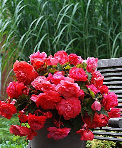 Creative Farmer Flower Seeds : Tuberous Begonias Flower Seeds Farm ...