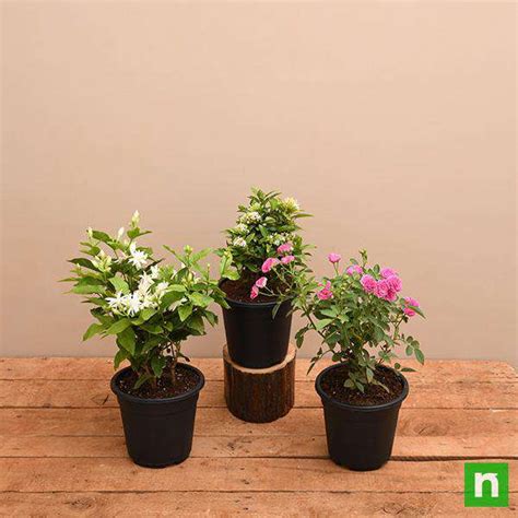 Buy Top 3 Outdoor Flowering Plants online from Nurserylive at lowest price.