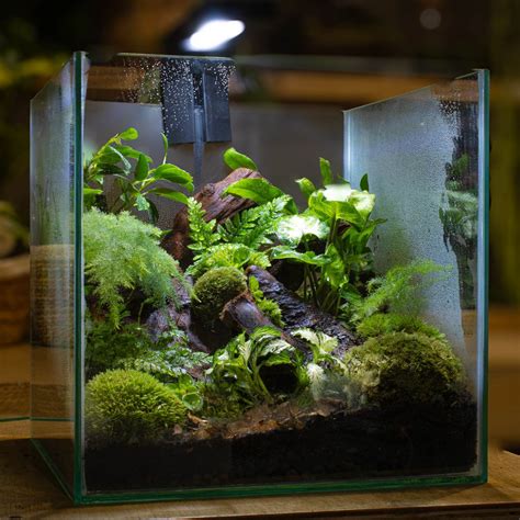 13 Beginner-friendly Terrarium Plants (Guide for Guaranteed Success) – ome
