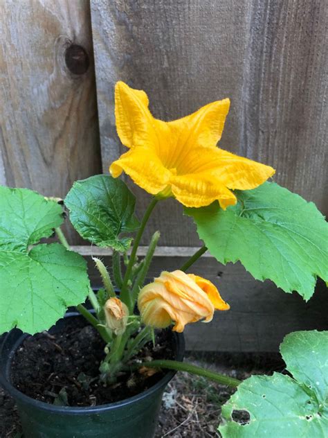 Potted Pumpkin Vine Care: Can You Grow Pumpkins In Containers