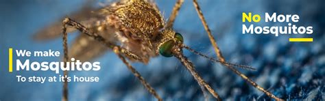 Mosquito Control Services in Chennai | Eco Friendly Mosquito Control ...