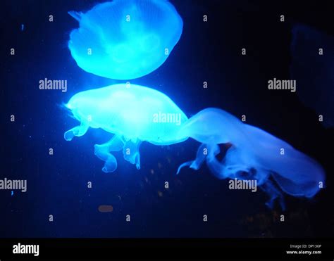 Kure Beach Tide Chart