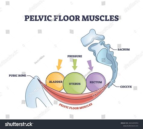 Pelvic Floor Anatomy