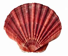 Image result for Seashell Sculpture