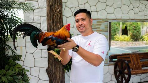 Pitmaster Sabong Tips 的图像结果