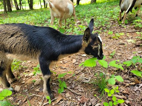 CANDY MOUNTAIN GOAT FARM - All You Need to Know BEFORE You Go (with ...