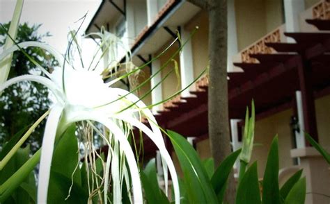 HOTEL UITM DUNGUN (Terengganu) - Hotel Reviews & Photos - Tripadvisor