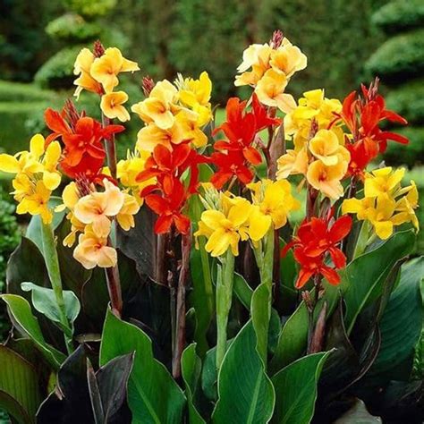 Canna Lily Red & Yellow Mix Rhizomes – Vibrant Summer Blooms