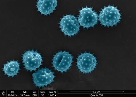 Image result for Flower Pollen Under Microscope