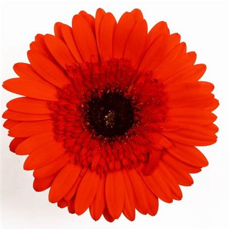 Gerbera - Champali Garden Pvt. Ltd.